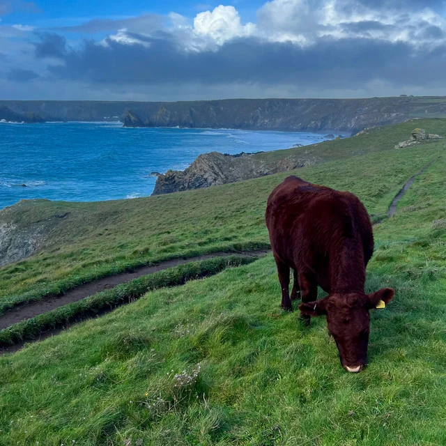 eifla artist image: coastal landscape with a grazing cow